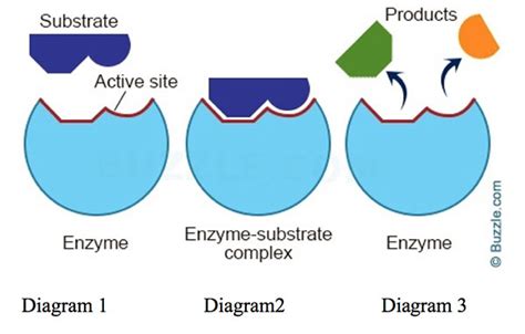 enzymes in distribution box|enzymes and substrates biology.